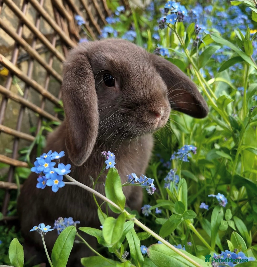 Mini Lop rabbits for sale: Mini lop sibling trio  - Image 6