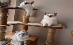Ragdoll cats for sale: Ragdoll kittens from Moonliteyecats  - Image 33