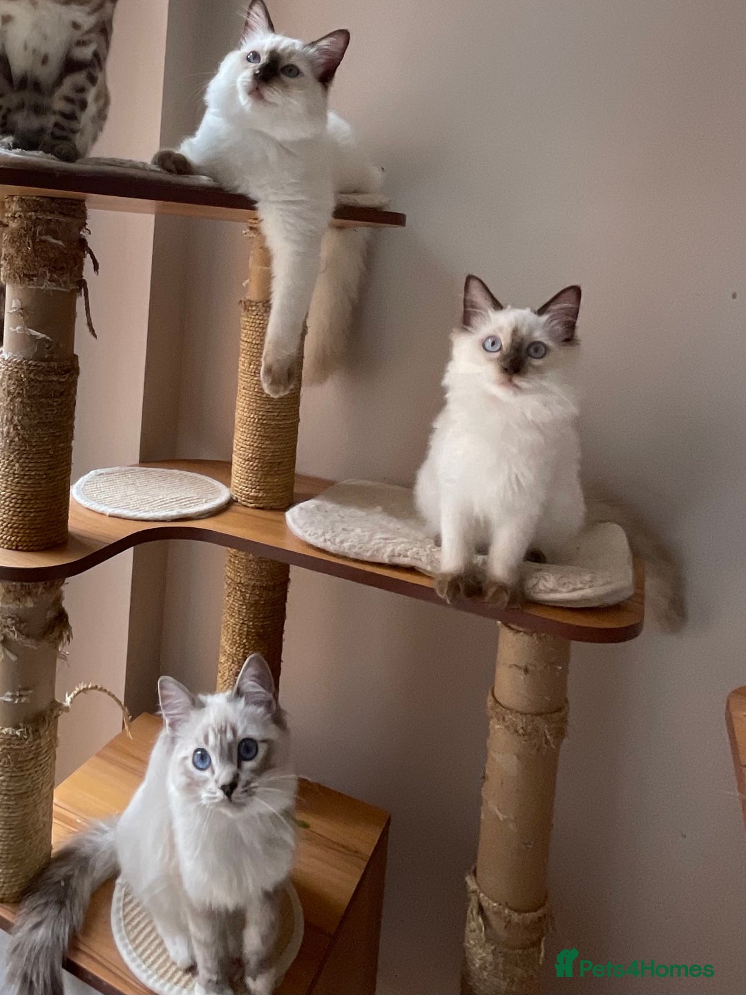 Ragdoll cats for sale: Ragdoll kittens from Moonliteyecats  - Image 33