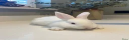 New Zealand rabbits for sale: New Zealand white bunnies  - Advert 2