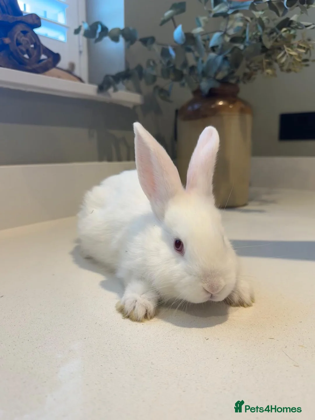New Zealand rabbits for sale: New Zealand white bunnies  - Advert 2