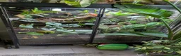Gecko reptiles for sale: 2 giant Madagascarn day gecko and terrarium  - Advert 1