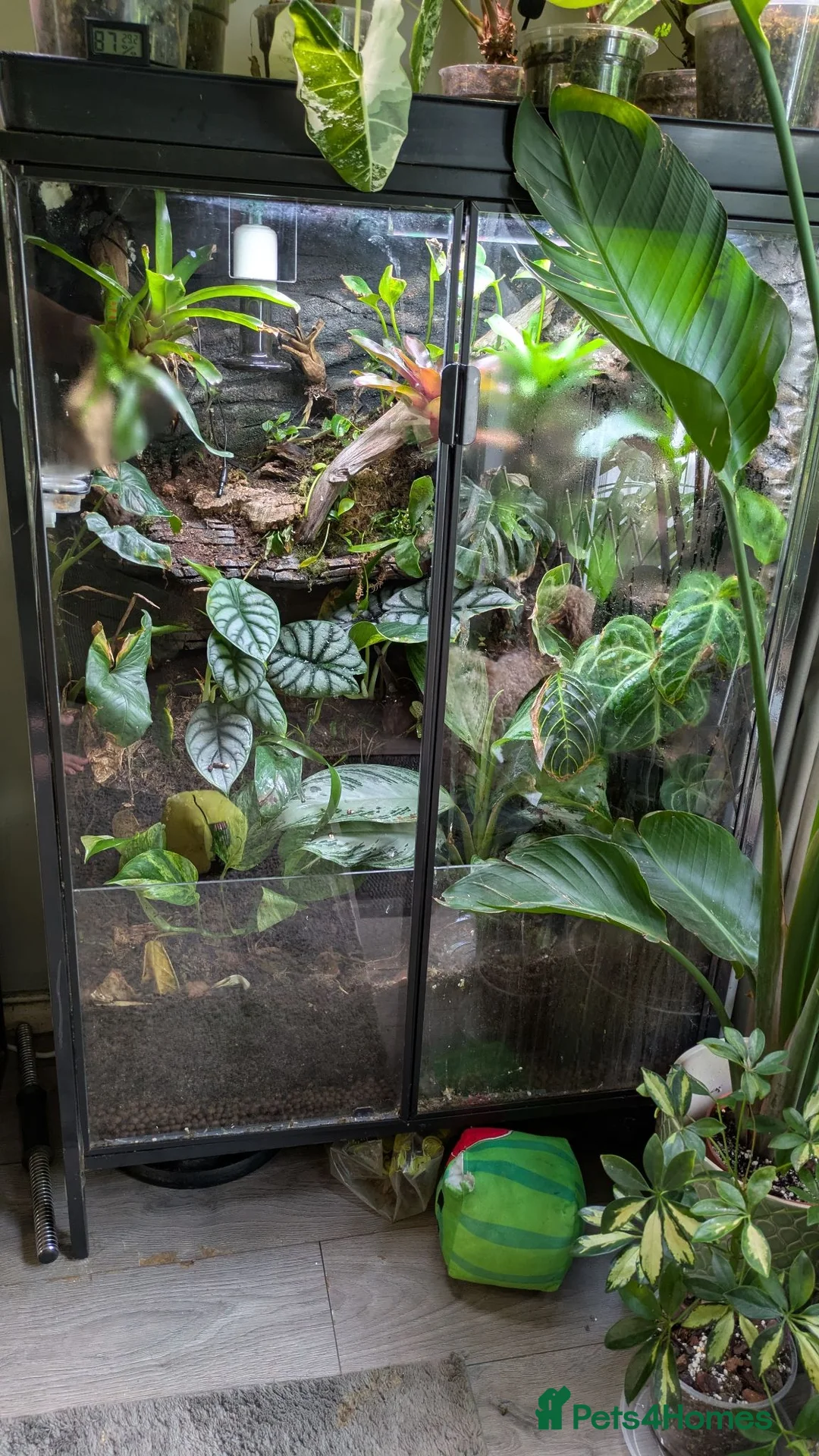 Gecko reptiles for sale: 2 giant Madagascarn day gecko and terrarium  - Advert 1