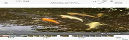 Koi Carp fish for sale: 6-7 Koi Carp for sale  in West Byfleet - Advert 5
