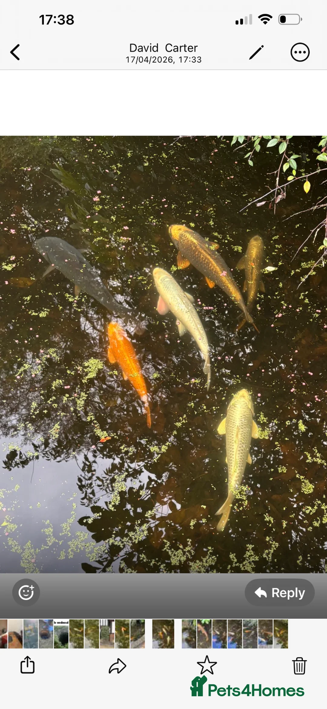 Koi Carp fish for sale: 6-7 Koi Carp for sale  in West Byfleet - Advert 5