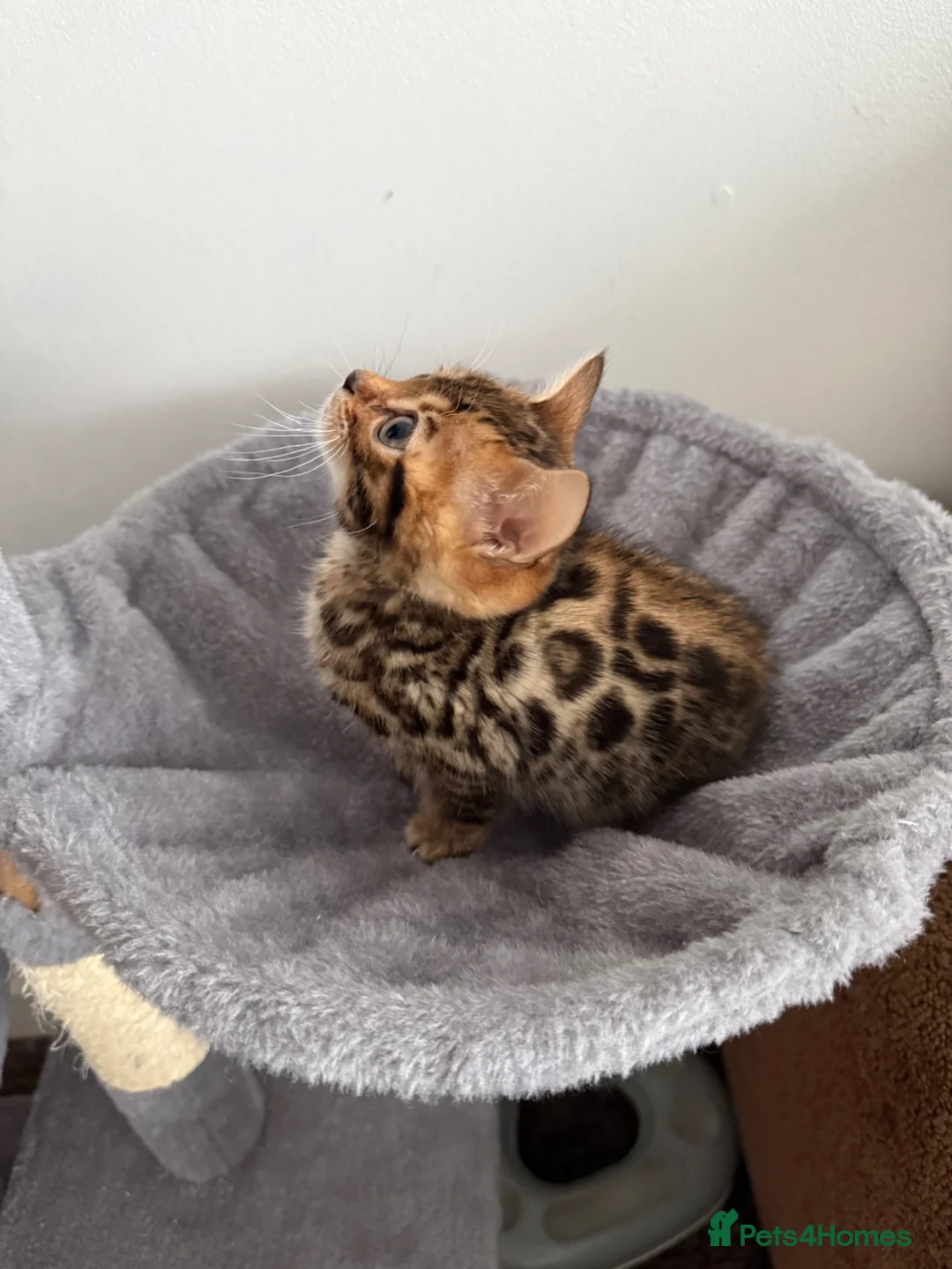 Bengal cats for sale: Bengal kittens🐆 - Advert 2
