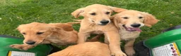 Golden Retriever dogs for sale: Beautiful KC dark gold healthy boys - Advert 3