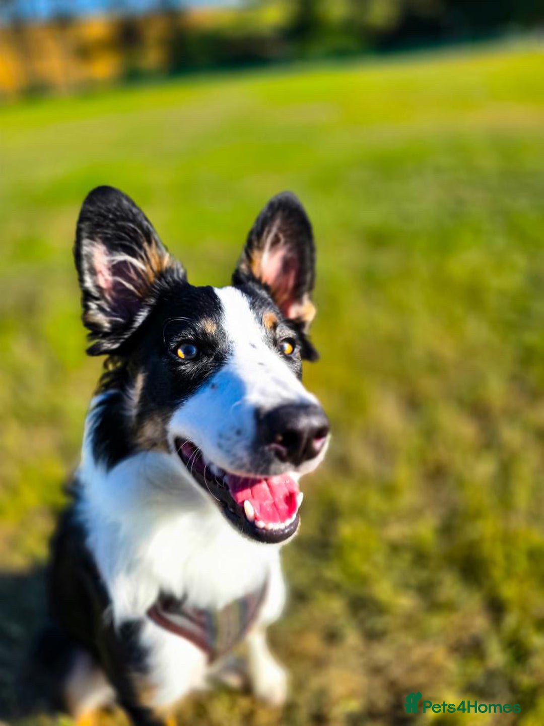 Border Collie dogs for sale: 7 Month Old Border Collie - Image 7