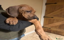 Rhodesian Ridgeback dogs for sale: Stunning Rhodisian Ridgeback Girls - Image 8