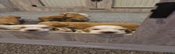 Cocker Spaniel dogs for sale: KC Show Cockers puppies available - Advert 4