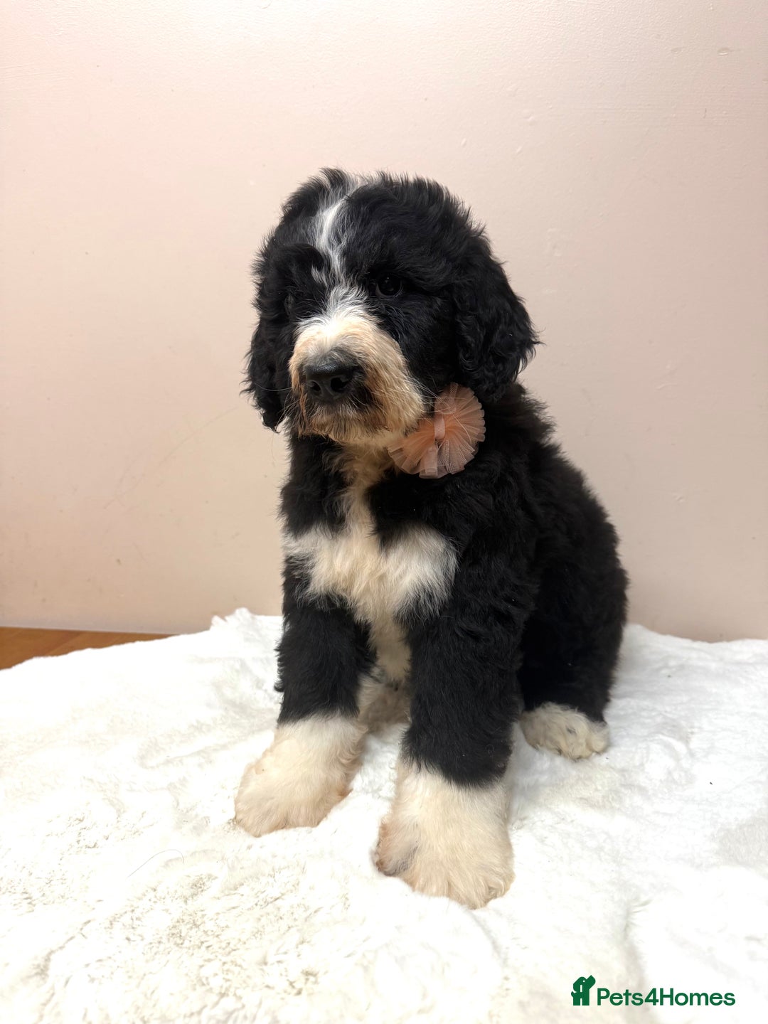 Bernedoodle dogs for sale: F1 Standard Bernerdoodles - Advert 9