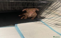 American Bull Staffy dogs for sale: 3 months Staffy X pit bull  - Image 2