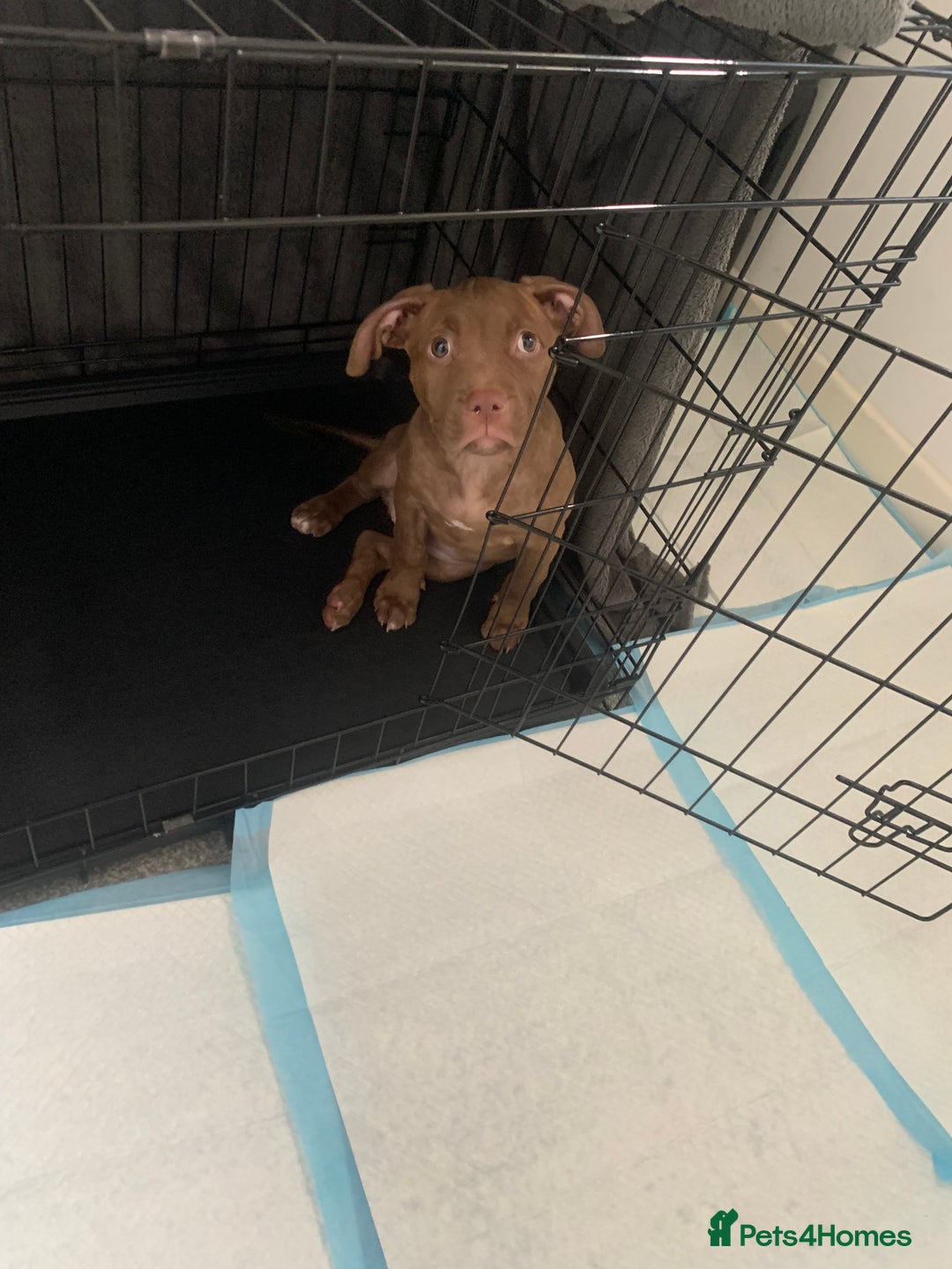American Bull Staffy dogs for sale: 3 months Staffy X pit bull  - Image 2