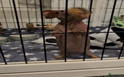 Guinea Pig rodents for sale: 2 bonded male skinny pigs - Image 3