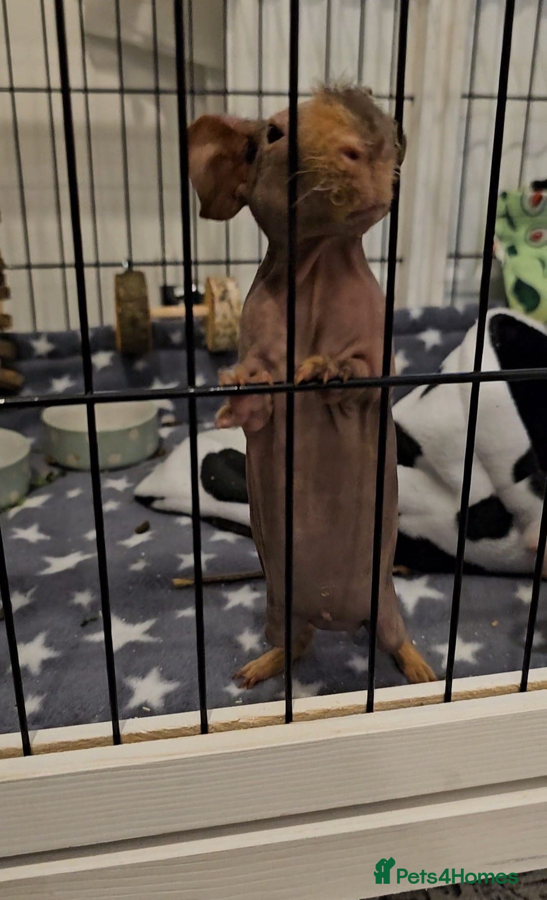 Guinea Pig rodents for sale: 2 bonded male skinny pigs - Image 3