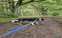 Border Collie dogs for sale: Loving Border Collie Alan Needs a Special Home 🐾 - Image 2