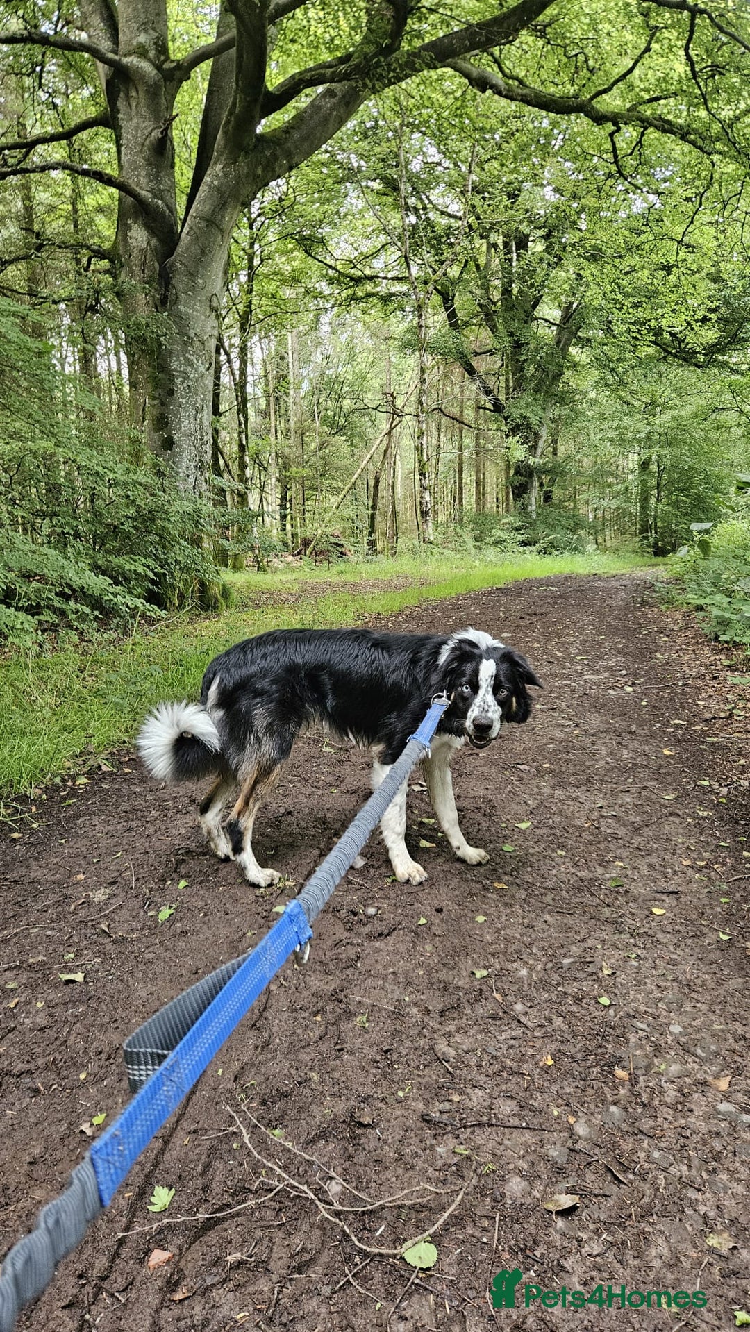 Border Collie dogs for sale: Loving Border Collie Alan Needs a Special Home 🐾 - Image 2