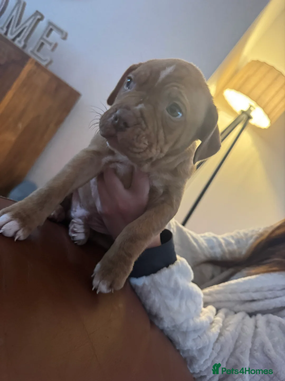 American Bull Staffy dogs for sale: Staffy x bullies - Advert 5