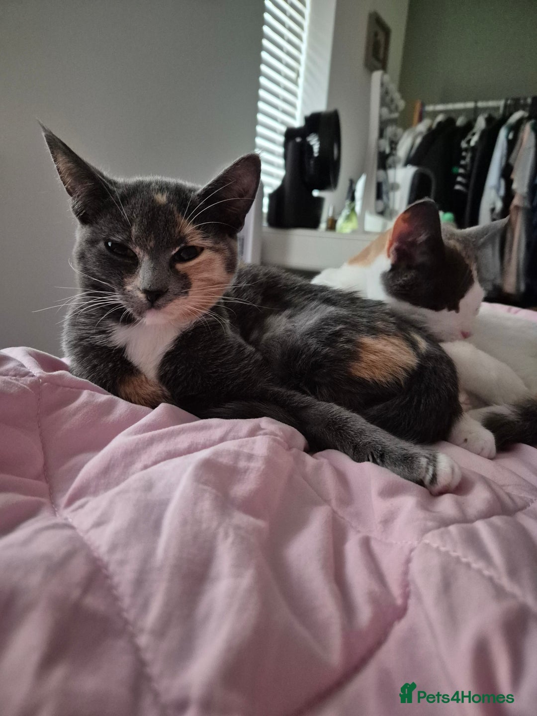 Mixed Breed cats for sale: Mixed breed kitten - Advert 1