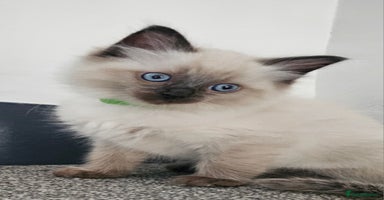 Ragdoll cats - Advert 1