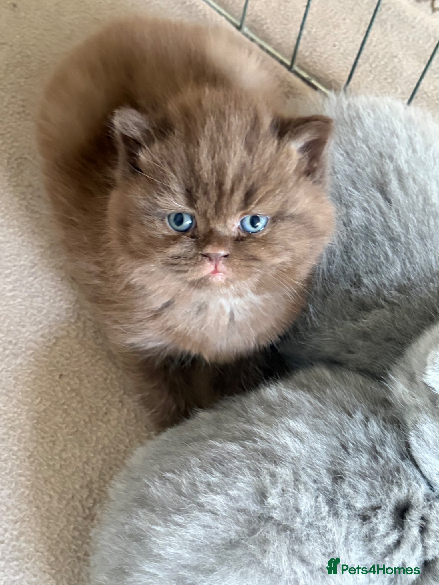 British Shorthair cats GCCF Pure Pedigree British Shorthair - Top Quality - Advert 2