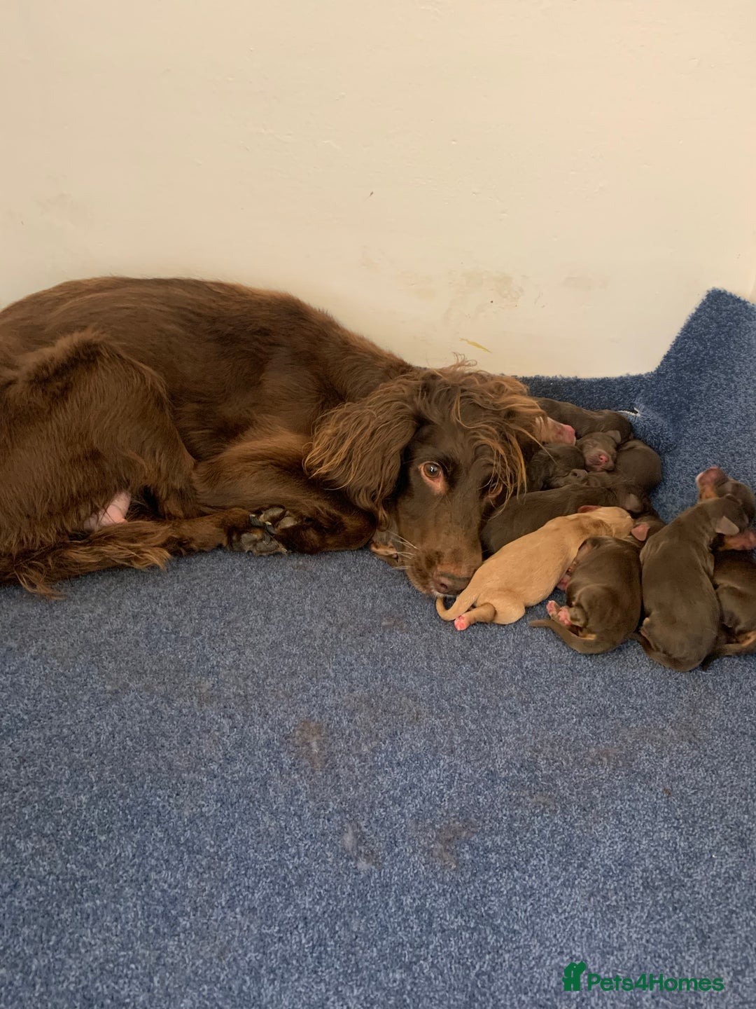 Cocker Spaniel dogs for sale: Working cocker spaniels - Image 13