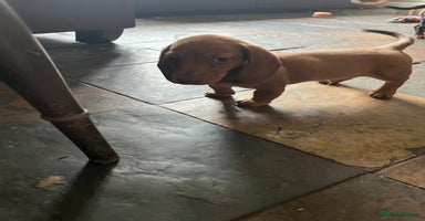 Dachshund dogs - Advert 11
