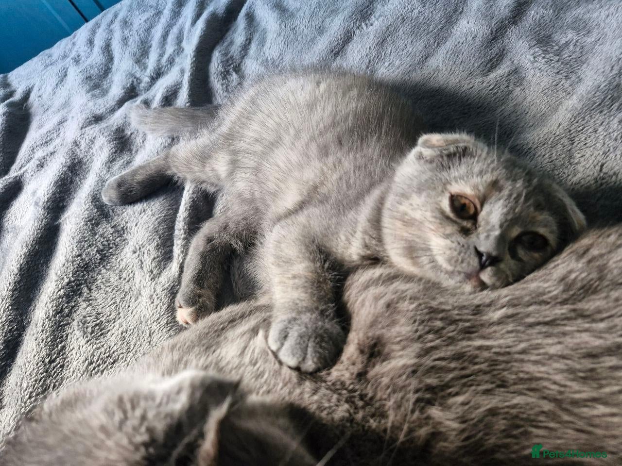 Scottish Fold cats Scottish fold kitten looking for a family - Advert 1