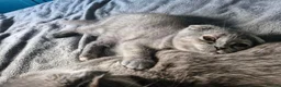 Scottish Fold cats for sale: Scottish fold kitten looking for a family - Advert 1