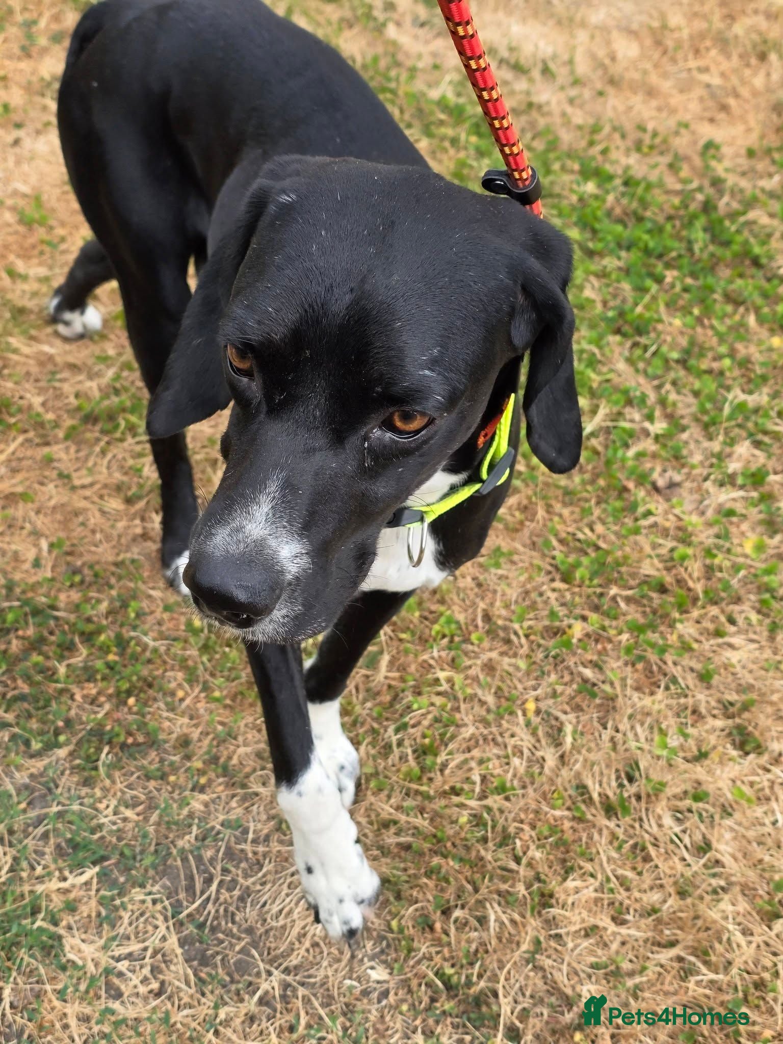 Pointer dogs Bolt is desperate for hi forever home  - Advert 4