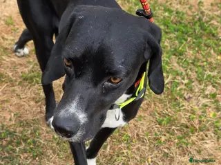 Pointer dogs Bolt is desperate for hi forever home - Advert 6