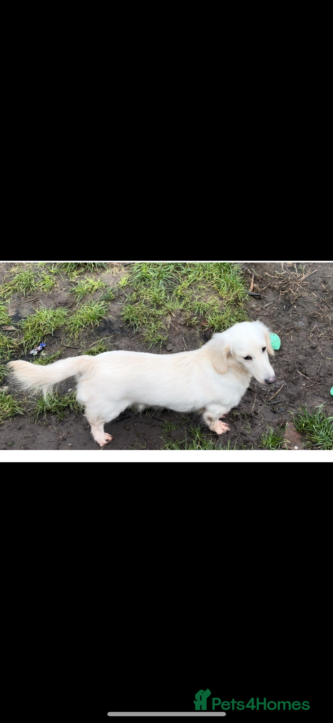 Miniature Dachshund dogs for sale: KC cream miniature long haired dachshund  - Advert 1