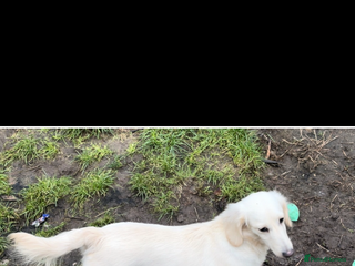 Miniature Dachshund dogs KC cream miniature long haired dachshund - Advert 2