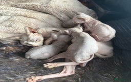 Sphynx cats for sale: Amazing kitten looking for family ❤️❤️❤️ - Image 13