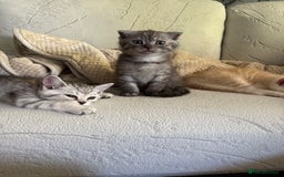 Scottish Fold cats for sale: Scottish fold kittens ready to find new homes - Image 23