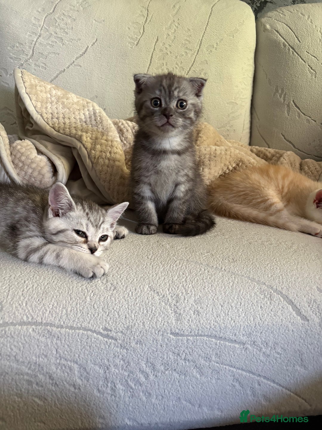 Scottish Fold cats for sale: Scottish fold kittens ready to find new homes - Image 23