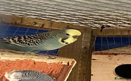 Budgerigars birds for sale: Reserved 2 pairs of budgies (please read full) - Image 4