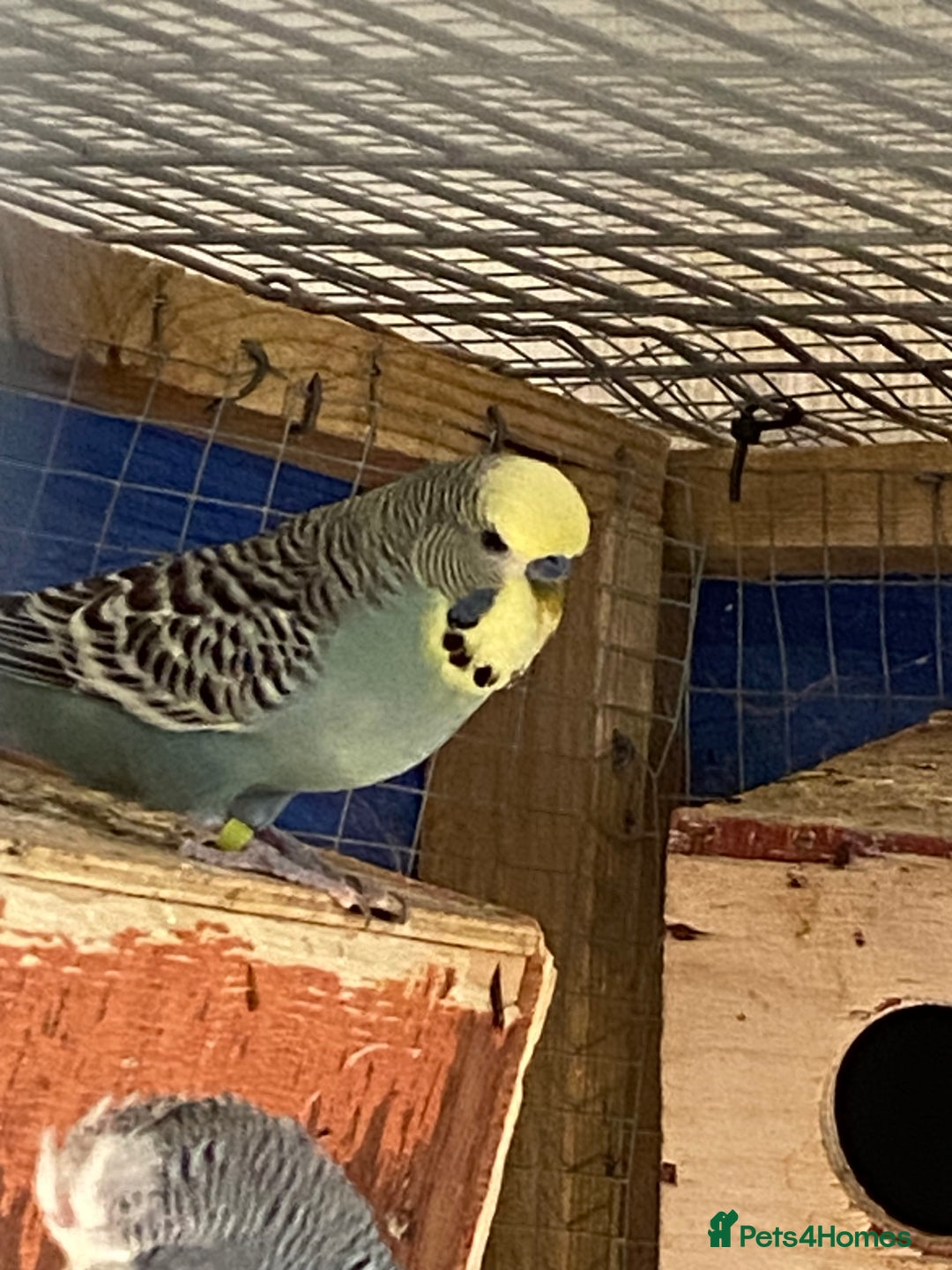 Budgerigars birds for sale: Reserved 2 pairs of budgies (please read full) - Image 4