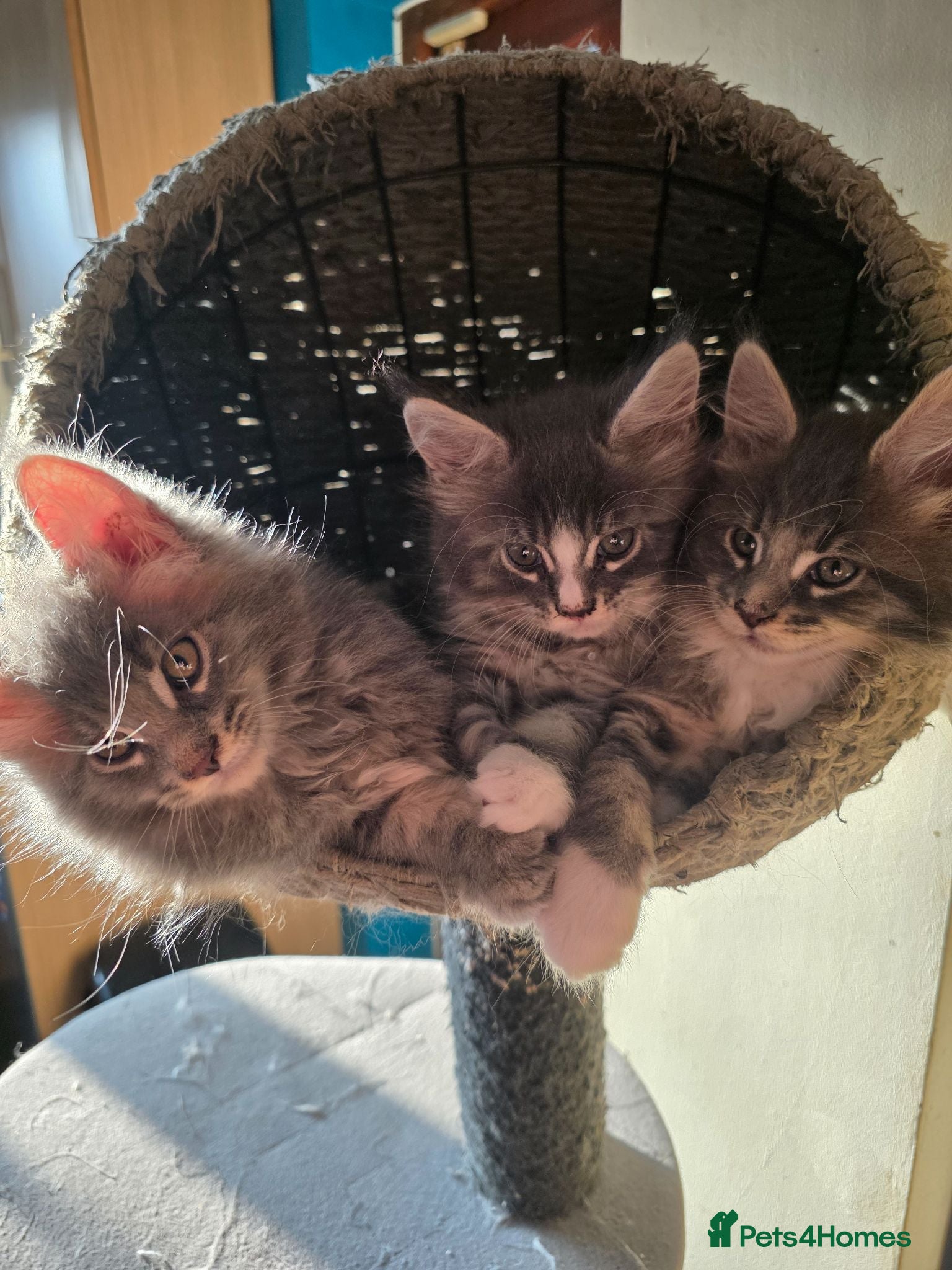 Maine Coon cats  Maine Coon Kittens Champion Bloodline  - Advert 5