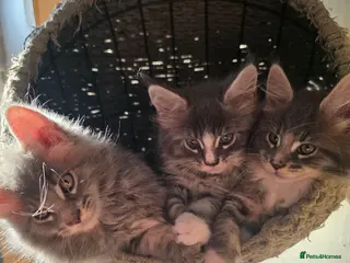 Maine Coon cats Maine Coon Kittens Champion Bloodline - Advert 17