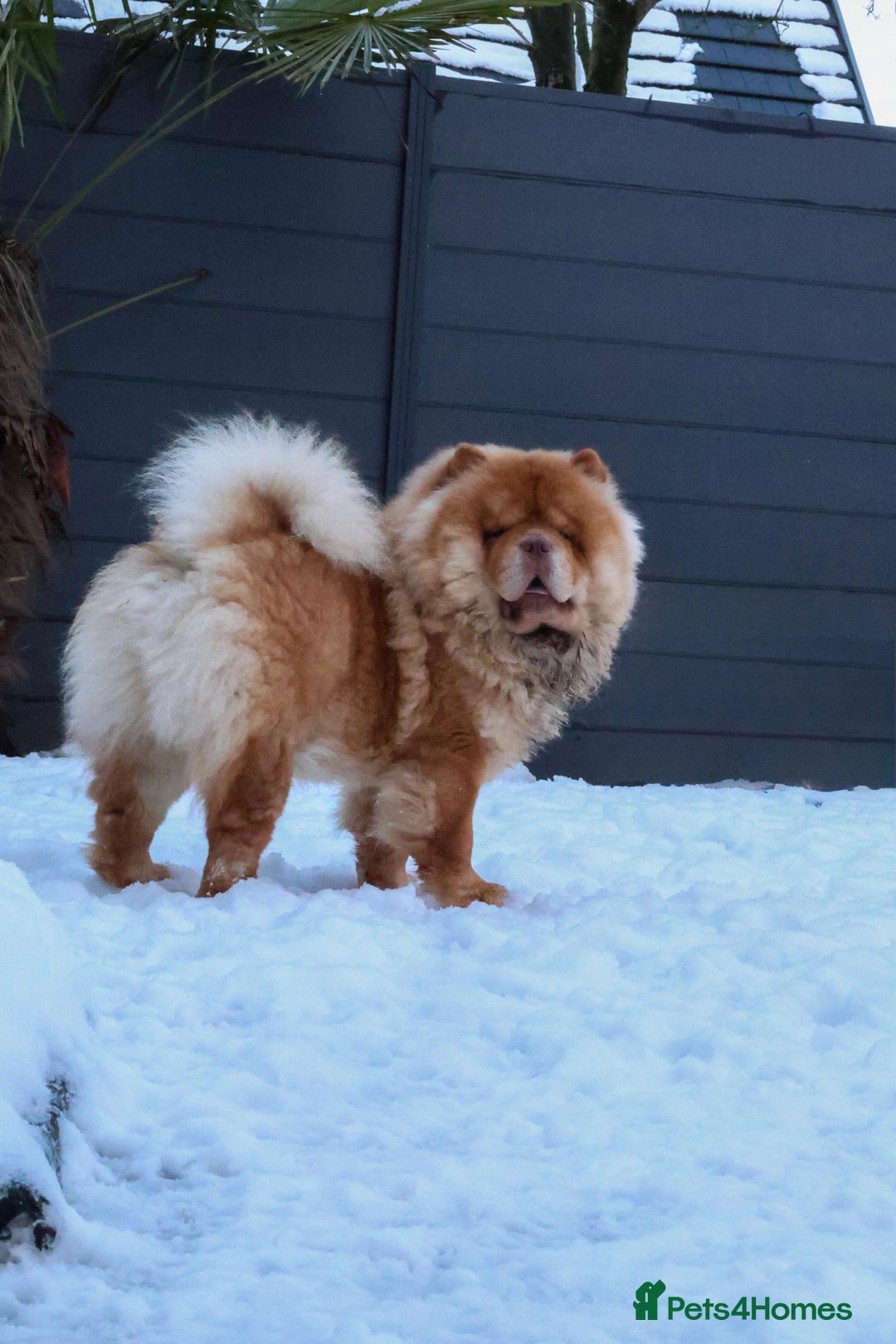 Chow Chow dogs for stud: Taco - a KC-registered Chocolate Fawn Tan Carrier - Advert 3