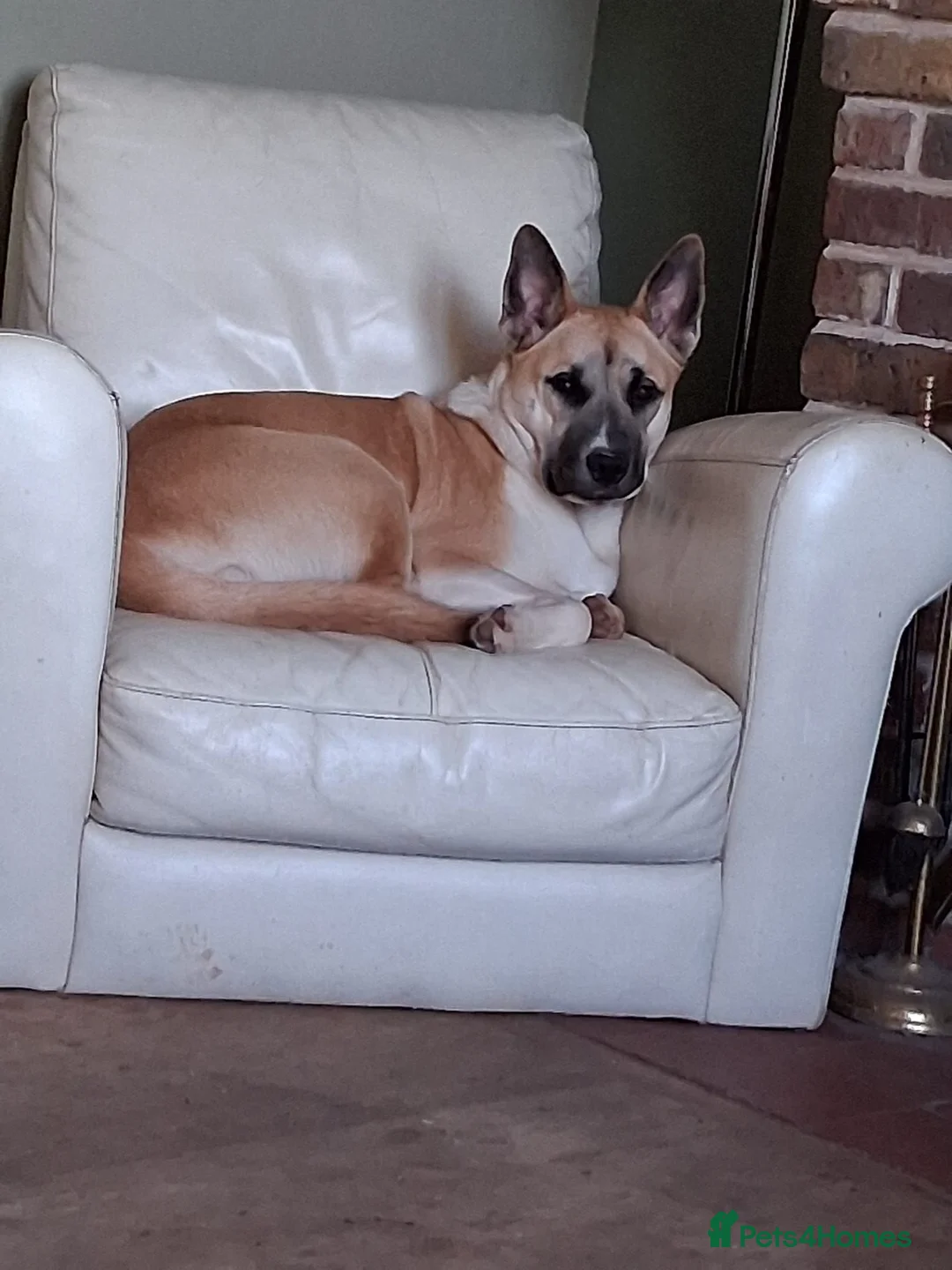 Mixed Breed dogs for sale: Bear  - Advert 3