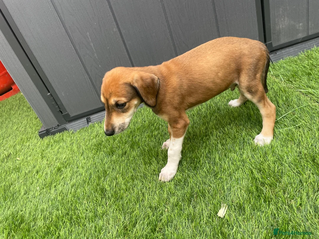 Saluki dogs for sale: Saluki puppies 8 weeks old  in Chertsey - Advert 6