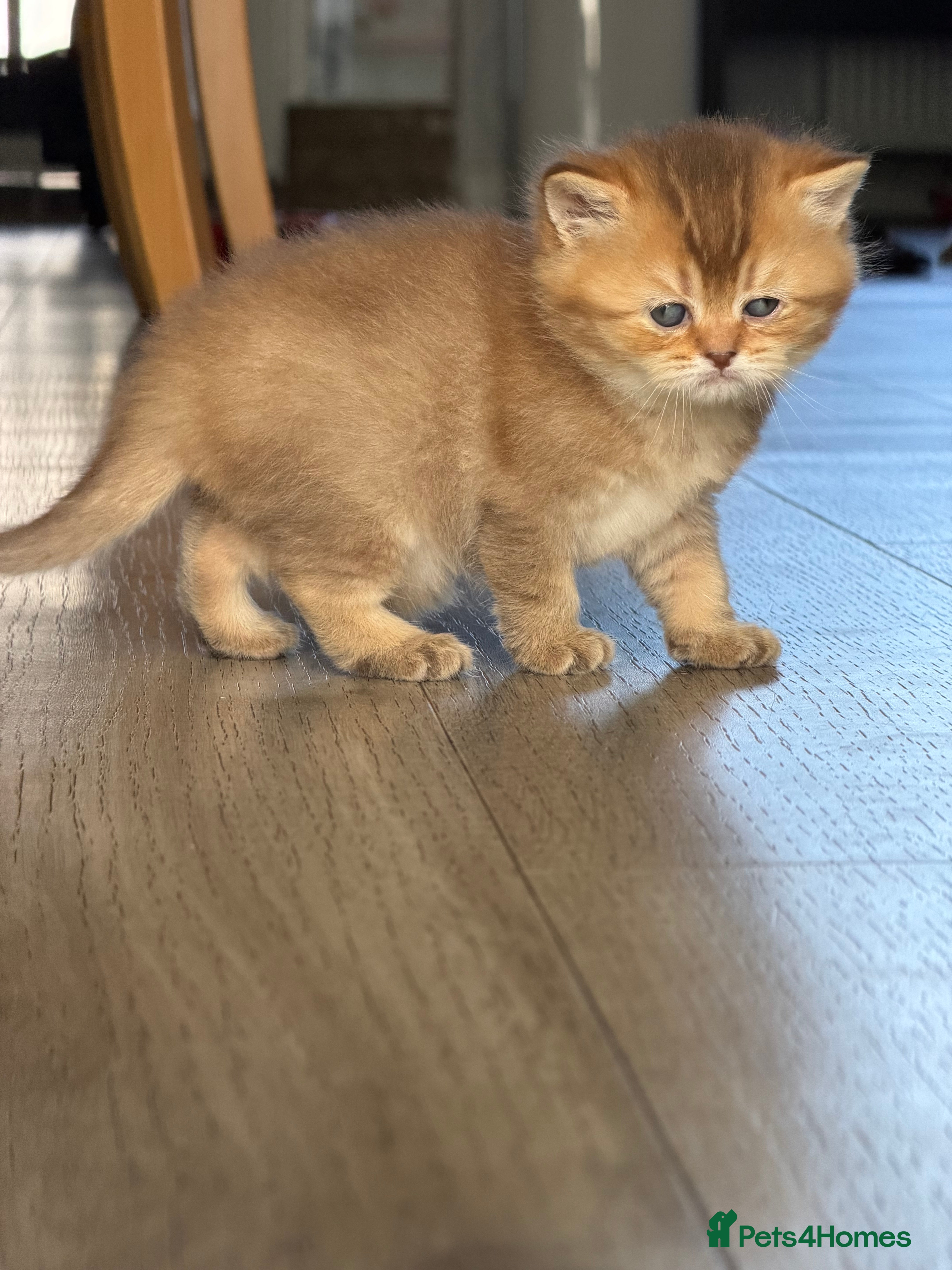 British Shorthair cats Top Quality British Shorthair Golden Kittens - Advert 2