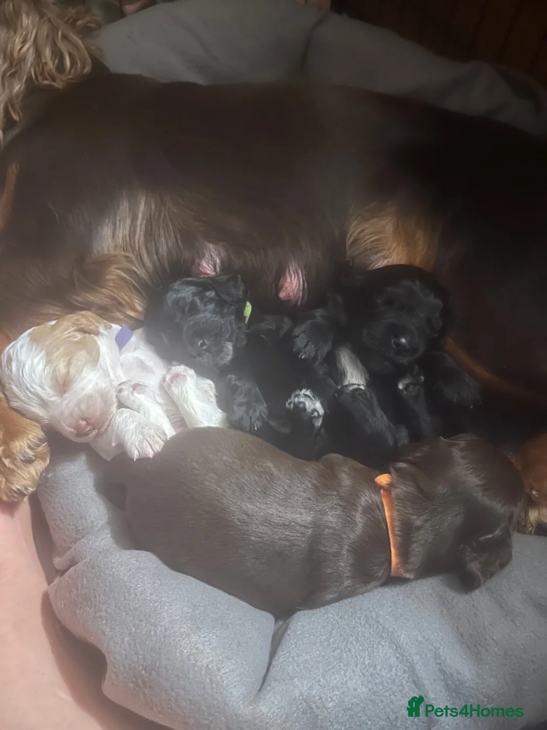 Cocker Spaniel dogs for sale: Working Cocker spaniel puppies - Advert 1