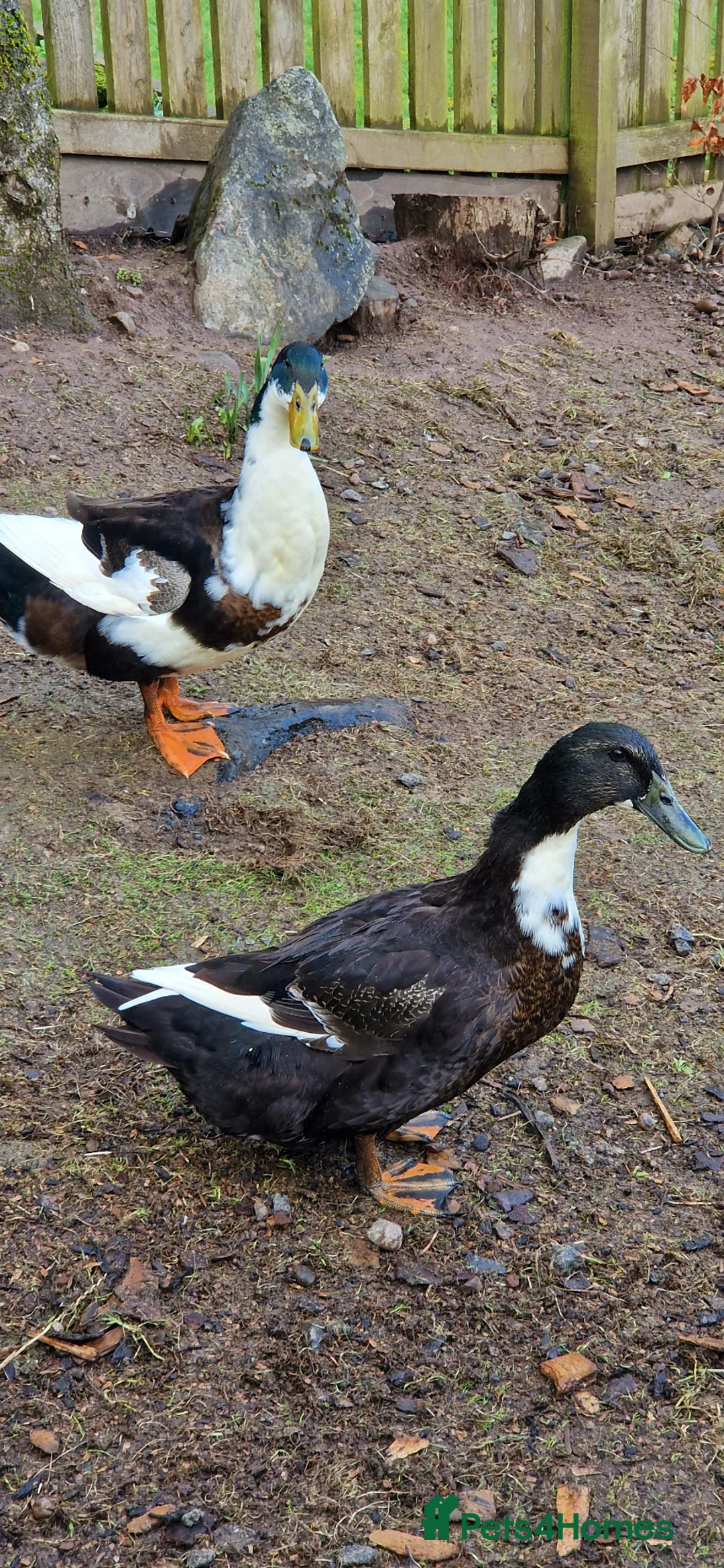 Ducks poultry for sale: Ducks (pair) in Dunblane - Advert 1
