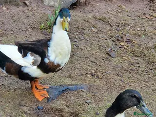 Ducks poultry Ducks (pair) - Advert 8