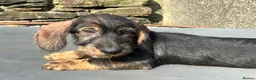Dachshund dogs for sale: Wirehaired Dachshund Teckel KC registered puppies  - Advert 30