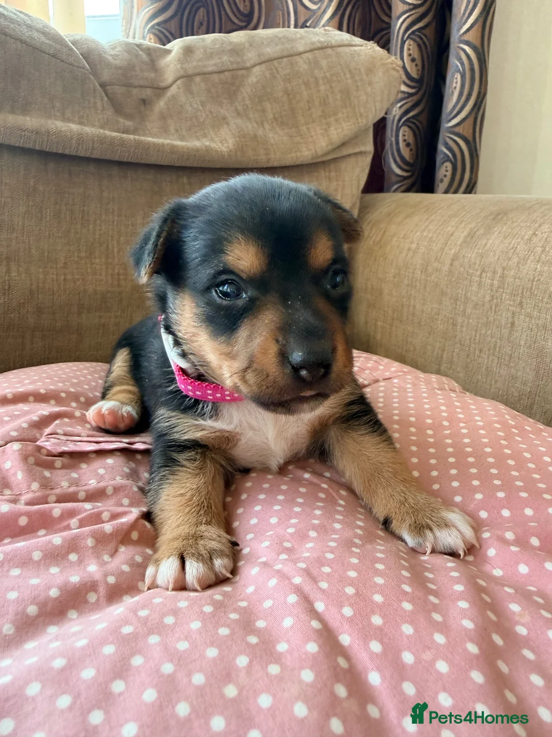 Jack Russell dogs for sale: Stunning Jack Russell pups  - Advert 1