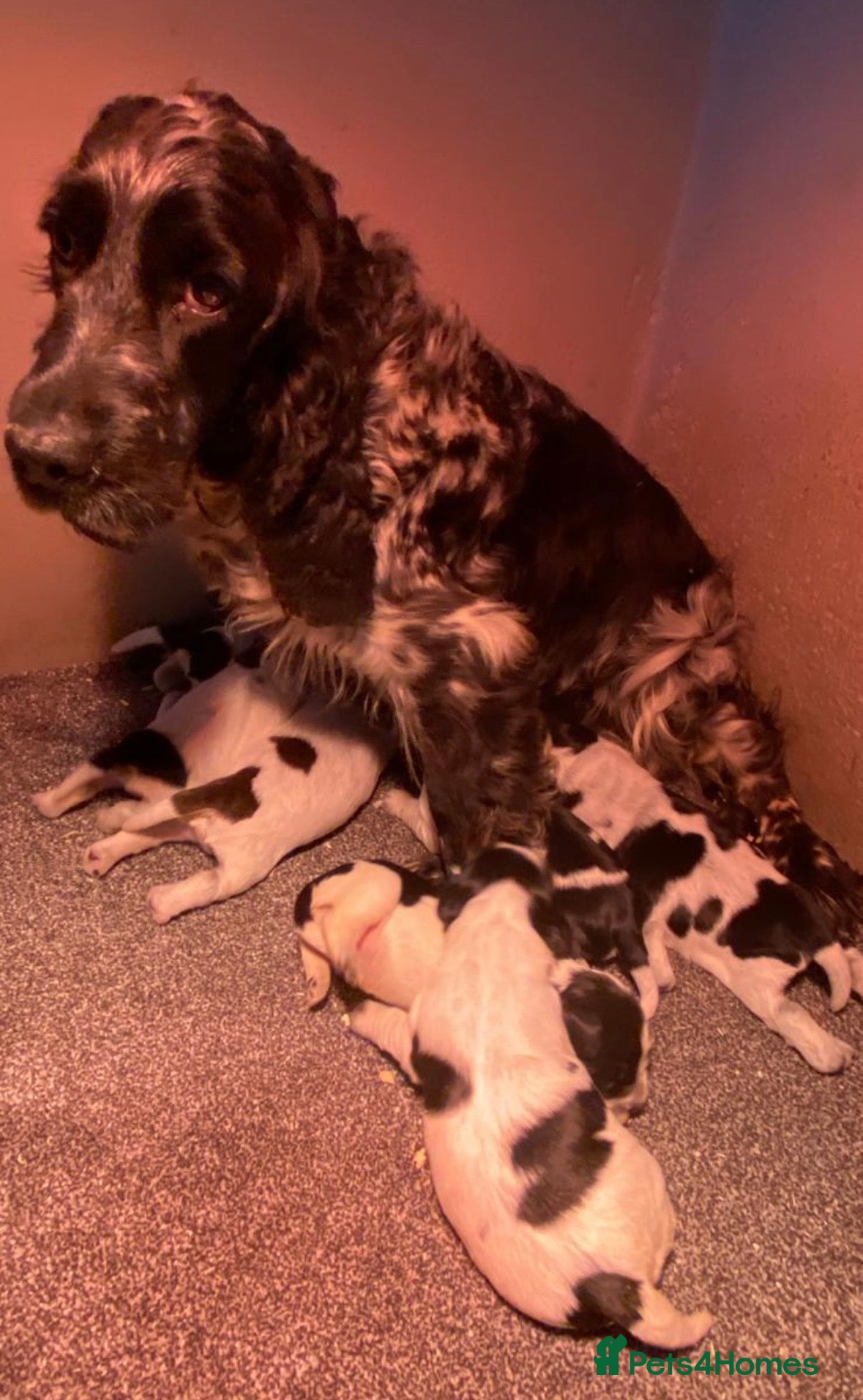 Cocker Spaniel dogs KC registered Cocker Spaniel Pup For Sale - Advert 2